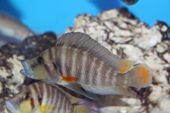 Altolamprologus-compressiceps-red-fin-WF