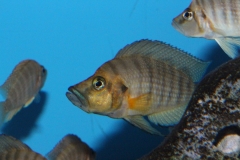Altolamprologus-copressiceps-Goldkopf-NZ