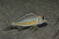 Callochromis-pleurospilus-Kigoma-NZ