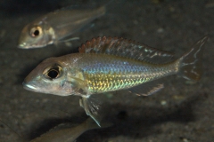 Callochromis-pleurospilus-Ujiji-NZ