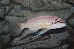 Chalinochromis-brichardi-black-mask WF