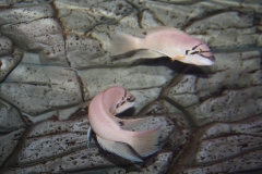 Chalinochromis-brichardi-black-mask WF