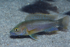 Ctenochromis-benthicola-NZ