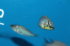 Ctenochromis-horei-NZ