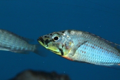 Ctenochromis-horei-NZ