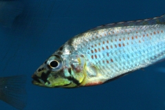 Ctenochromis-horei-NZ