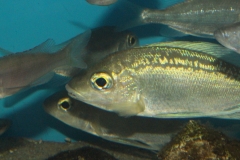 Cyathopharynx-foai-Kigoma-WF