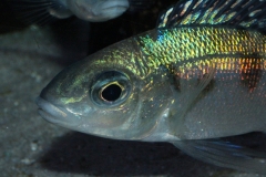 Cyathopharynx-foai-Sibwesa-NZ