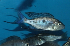 Cyathopharynx-foai-Sibwesa-NZ