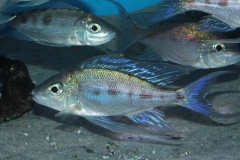 Cyathopharynx-foai-Sibwesa-NZ