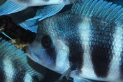 Cyphotilapia-frontosa-blue-Mpimbwe-NZ
