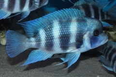 Cyphotilapia-frontosa-blue-Mpimbwe-NZ