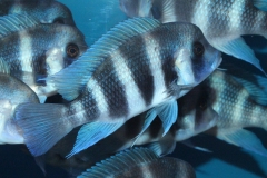 Cyphotilapia-frontosa-blue-Mpimbwe-NZ