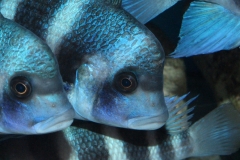 Cyphotilapia-frontosa-blue-Mpimbwe-NZ
