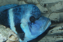 Cyphotilapia-frontosa-blue-Zaire-WF