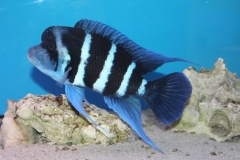 Cyphotilapia-frontosa-blue-Zaire-WF
