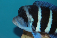 Cyphotilapia-frontosa-blue-Zaire-WF