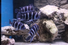 Cyphotilapia-frontosa-blue-Zaire-WF