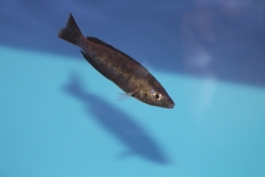 Cyprichomis-microlepidotus-black-Kiriza-NZ
