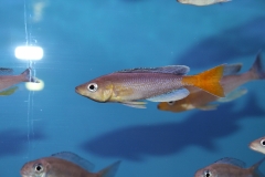 Cyprichromis-leptosoma-Cape-Kabogo NZ