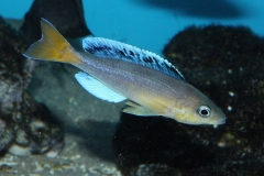 Cyprichromis-leptosoma-Jumbo-Chaitica-NZ