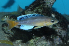 Cyprichromis-leptosoma-Jumbo-Chaitica-NZ
