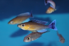 Cyprichromis-leptosoma-Jumbo-Chaitica-Nachzuchten-3-Kopie