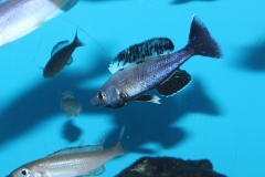 Cyprichromis-leptosoma-Jumbo-Kitumba-1-Kopie