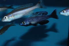 Cyprichromis-leptosoma-Jumbo-Kitumba-2-Kopie