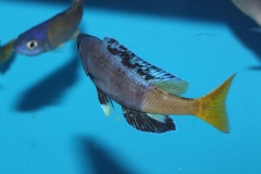 Cyprichromis-leptosoma-Jumbo-kitumba-Nachzuchten-5-Kopie
