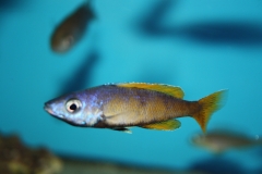 Cyprichromis-leptosoma-Kitumba-1-Kopie