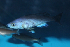 Cyprichromis-leptosoma-Kitumba-8-Kopie