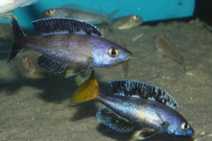 Cyprichromis-leptosoma-Kitumba-NZ-4