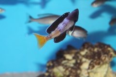 Cyprichromis-leptosoma-Kitumba-Nachzucht-9