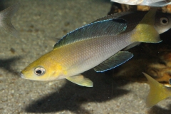 Cyprichromis-leptosoma-Mpimbwe-WF-1