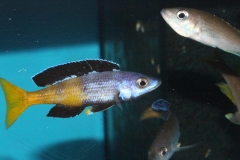 Cyprichromis-leptosoma-speckleback-Moba-NZ-2