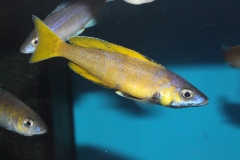 Cyprichromis-leptosoma-speckleback-Moba-NZ-5