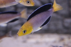 Cyprichromis-leptosoma-tricolor-1