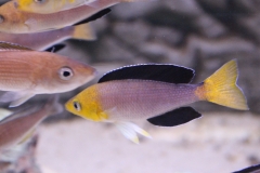 Cyprichromis-leptosoma-tricolor-5