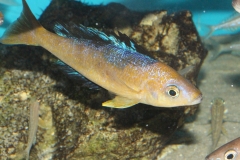 Cyprichromis-microlepidotus-Bulu-Point-WF-2-Kopie