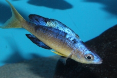 Cyprichromis-microlepidotus-Bulupoint-11