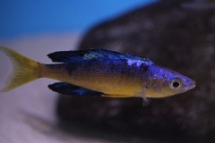 Cyprichromis-microlepidotus-Bulupoint-16