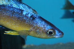 Cyprichromis-microlepidotus-Bulupoint-2