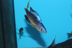 Cyprichromis-microlepidotus-Bulupoint-5