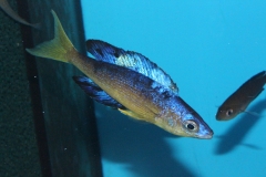 Cyprichromis-microlepidotus-Bulupoint-7