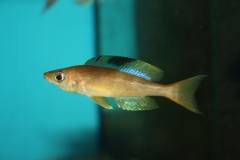 Cyprichromis-microlepidotus-Lyanembe-2