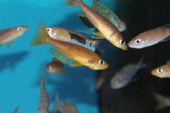 Cyprichromis-microlepidotus-Lyanembe-Nachzuchten-6