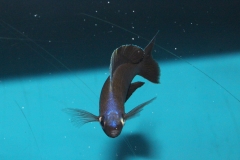 Cyprichromis-microlepidotus-bemba-NZ-2