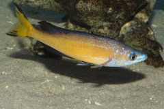 Cyprichromis-microlepidotus-kasai-4