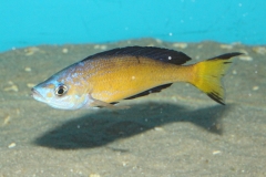 Cyprichromis-microlepidotus-kasai-6